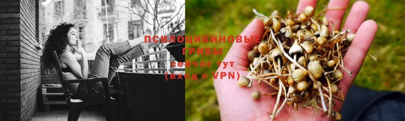 где найти наркотики  Каспийск  Псилоцибиновые грибы Psilocybe 